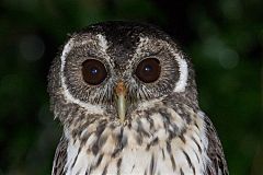 Mottled Owl